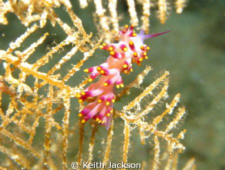Nudibranch on the Kingston, Red Sea by Keith Jackson 