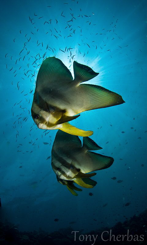 "Bat Light" by Tony Cherbas 