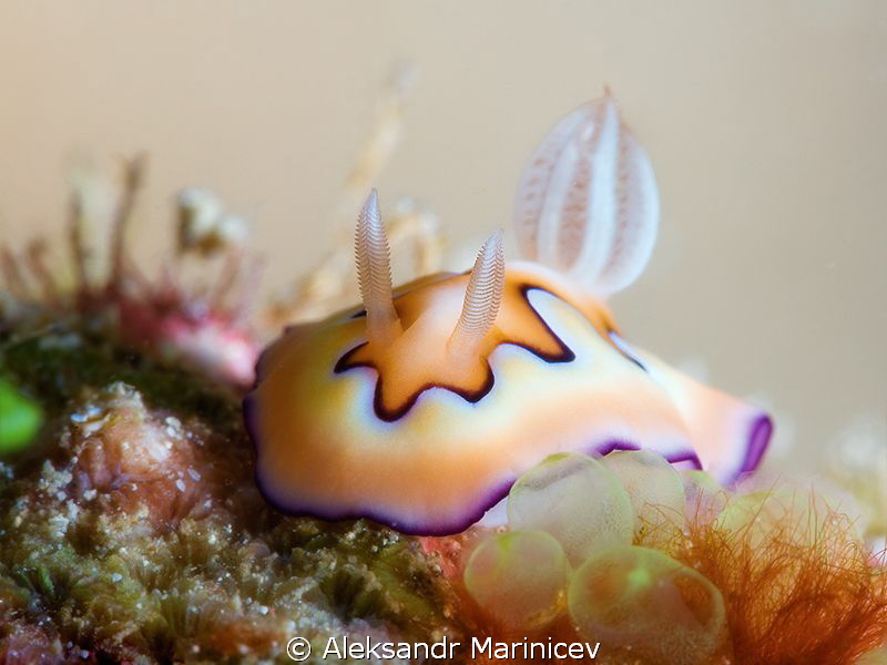 Chromodoris Coi by Aleksandr Marinicev 