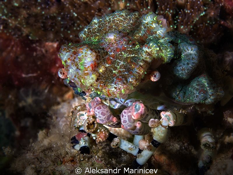 Decorator Crab by Aleksandr Marinicev 