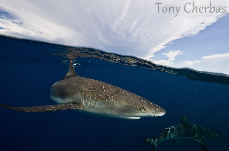 Clear Oceans and Cloudy Skies by Tony Cherbas 