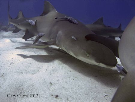"Lean on Me"....everyone needs a helping Fin sometimes... by Gary Curtis 