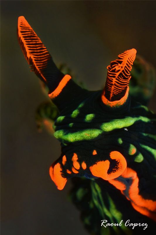 Nembrotha kubaryana by Raoul Caprez 