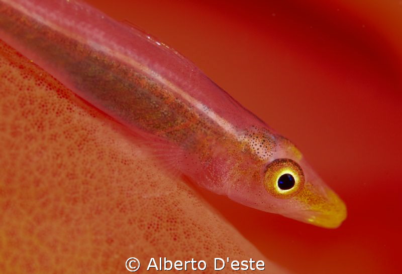 red goby by Alberto D'este 