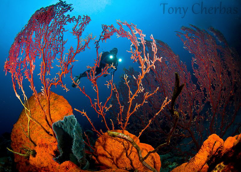 Gardens by Tony Cherbas 