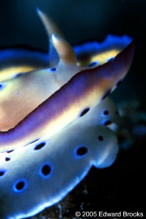 Chromadoris Sp. taken in Mabul, Borneo. Nikon F90 with 10... by Edd Brooks 