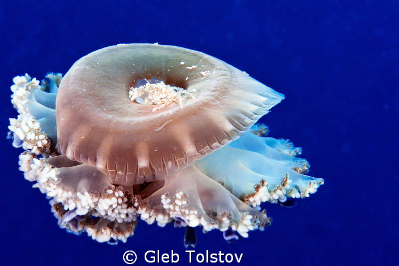 Andromeda with a crab by Gleb Tolstov 