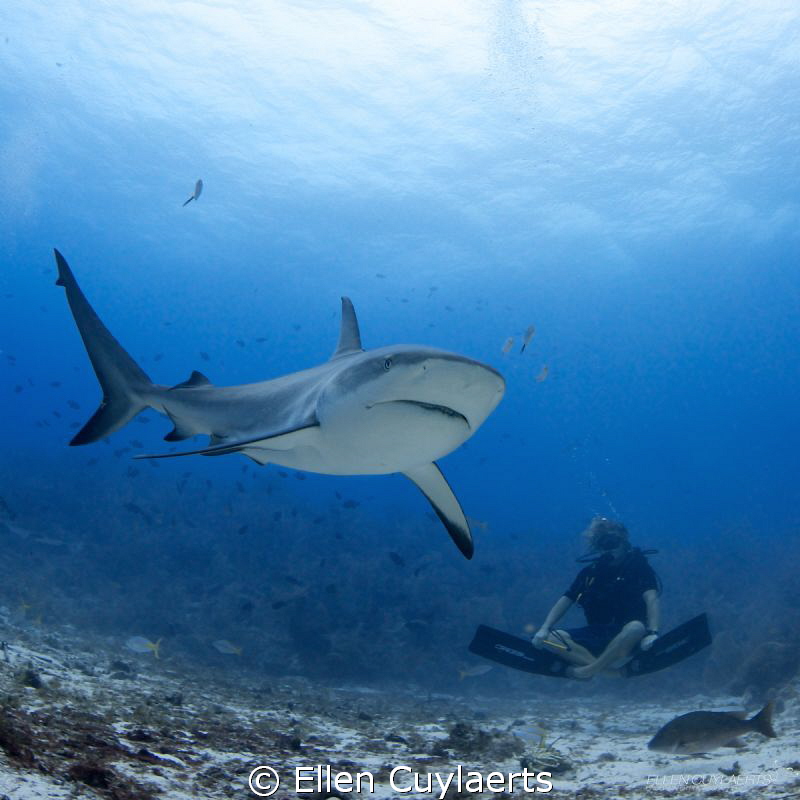 Shark Buddha

While working on conservation and preserv... by Ellen Cuylaerts 