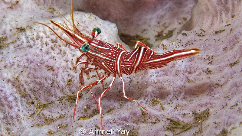 Shrimp 
Canon 600 D - 60 mm macro - 2 x YS-D1
1/125 f:1... by Ahmet Yay 