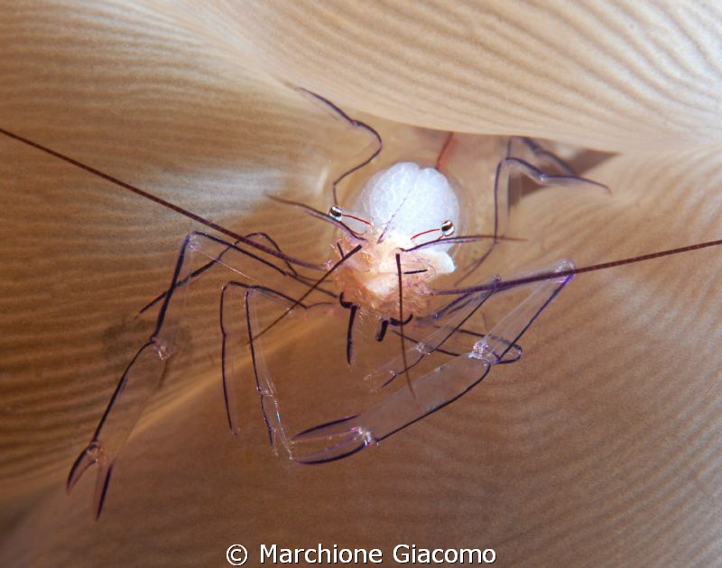 Bubble shrimp
Nikon D200 , 60 macro Nikon, twin strobo
... by Marchione Giacomo 