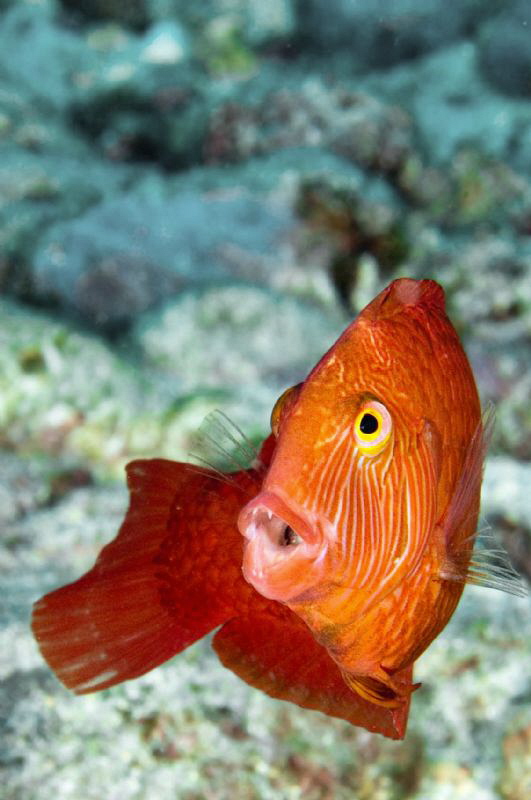 A Marmalade Razor Fish.  Only a few cm long and easily sp... by Paul Colley 