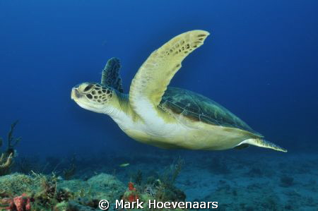 Green Sea Turtle by Mark Hoevenaars 