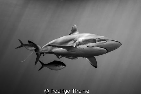 Silky Shark in a new "shark adventure" developed by Stuar... by Rodrigo Thome 