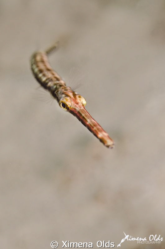Tiny Juv Trumpet fish by Ximena Olds 