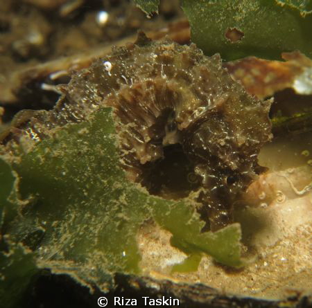 Sea Horse
Canon G1x
F 16
1/320 by Riza Taskin 