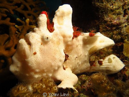 white frog fish by Yoav Lavi 