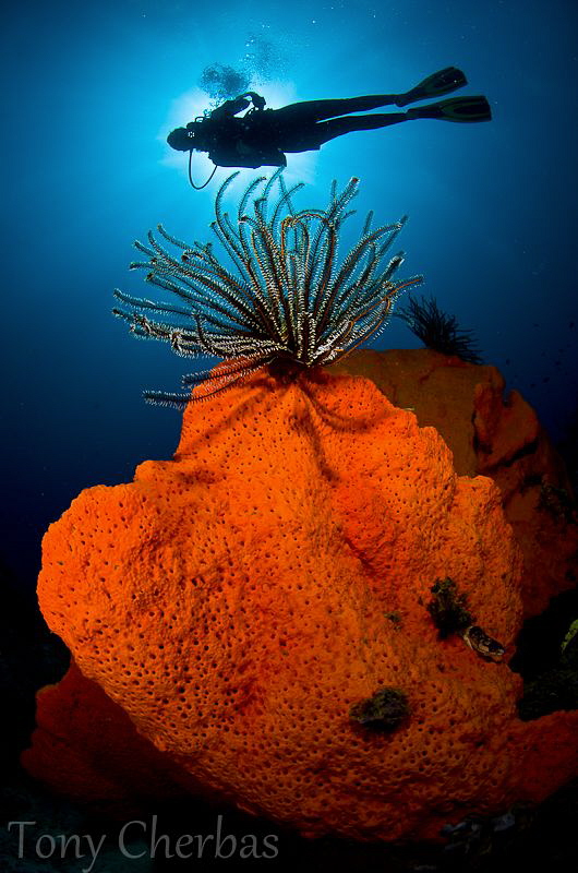 Kimbe Bay, Blue-Black and Orange by Tony Cherbas 
