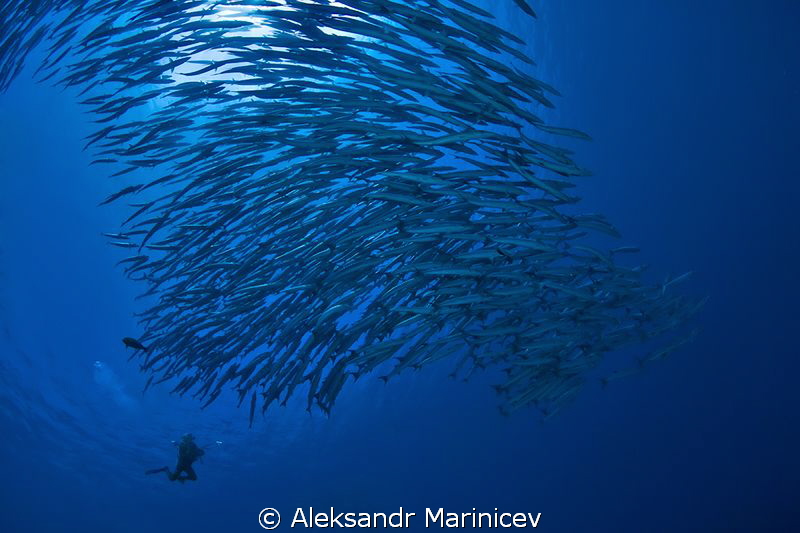 Barracuda school, Maratua Island by Aleksandr Marinicev 