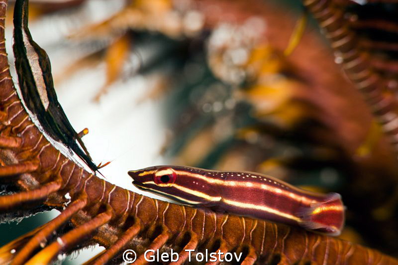 Feather star inhabitants by Gleb Tolstov 