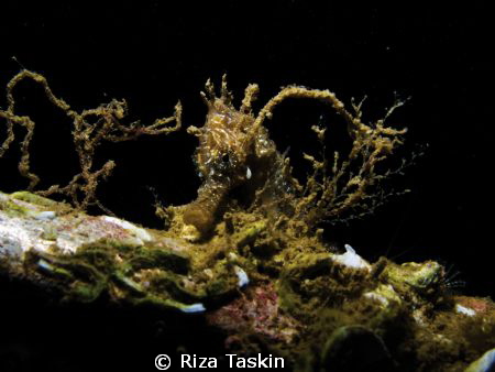 Sea Horse
Canon G12
f/8
1/2000
ISO-80 by Riza Taskin 