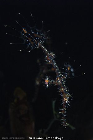 Ornate Ghost Pipefish by Oxana Kamenskaya 