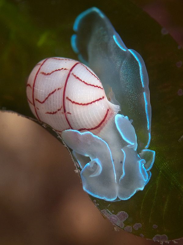 Bullina lineata. Pipeline, Nelson Bay. by Doug Anderson 