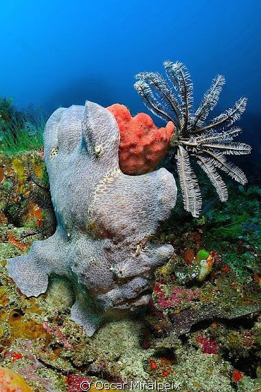 Frogfish
 by Oscar Miralpeix 