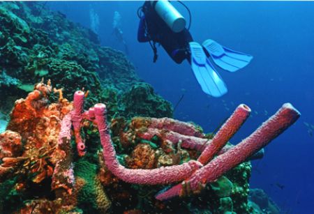 Taken in Bonaire at one of the sites north of the salt pi... by Matthew Shanley 