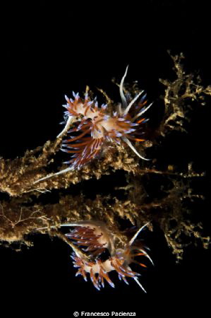 Cratena on mirror. by Francesco Pacienza 
