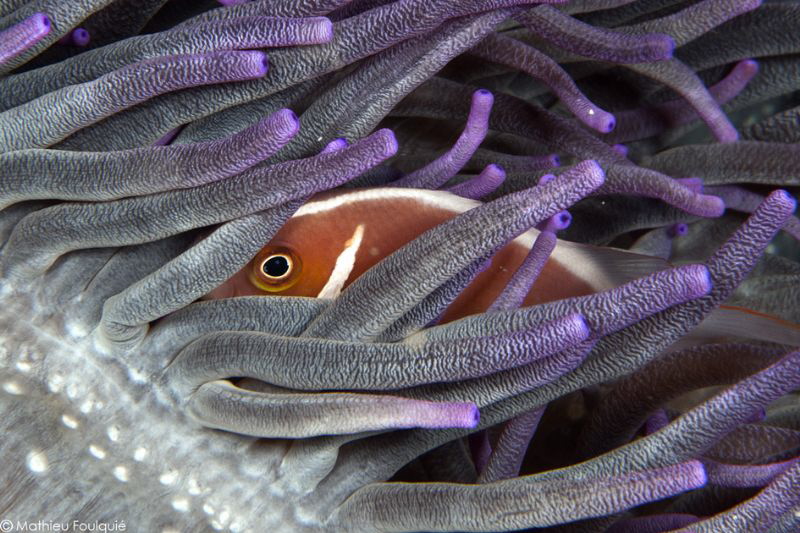 hiding Nemo by Mathieu Foulquié 