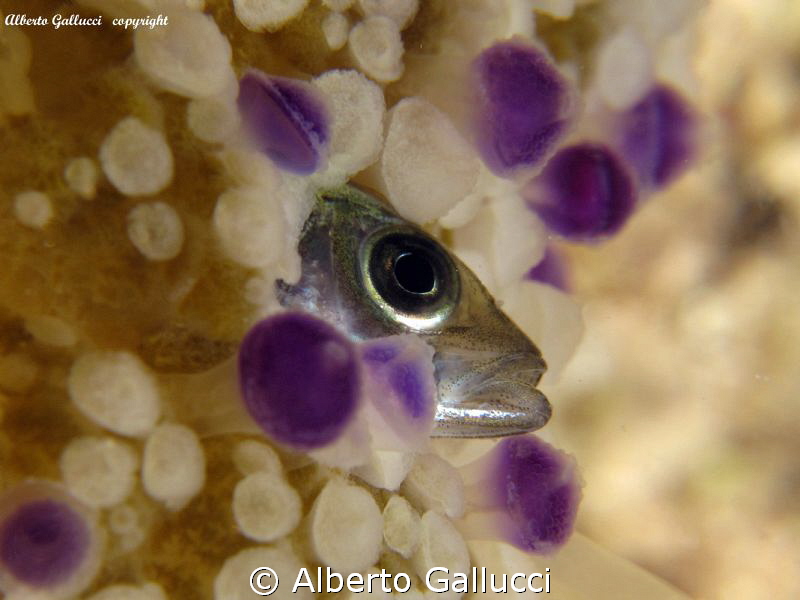 Atherina boyeri into a cothyloriza tuberculata (jellyfish) by Alberto Gallucci 