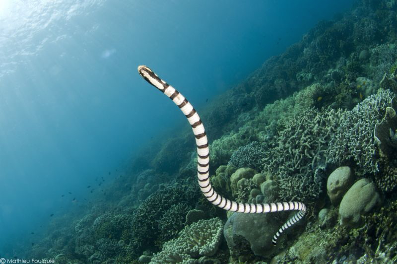 Laticauda Colubrina by Mathieu Foulquié 
