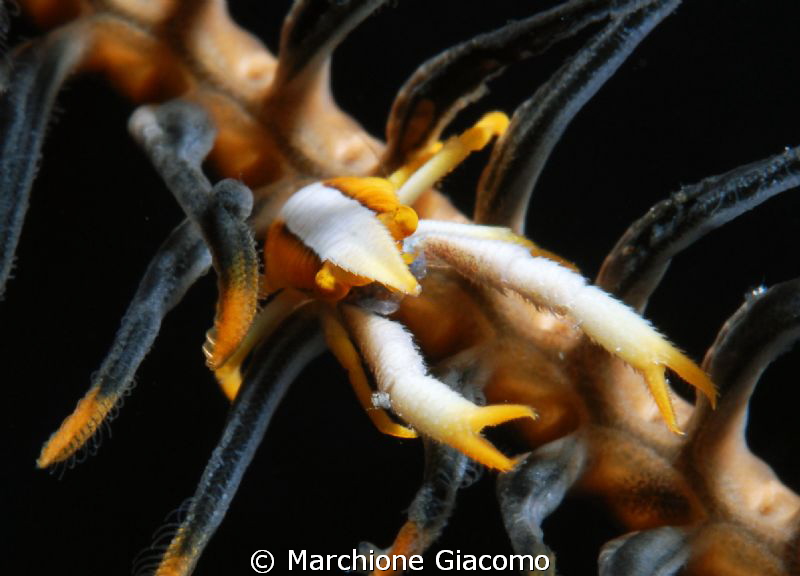 Squat  lobsters
Climbing
Nikon D200 , 60 micro , twin s... by Marchione Giacomo 