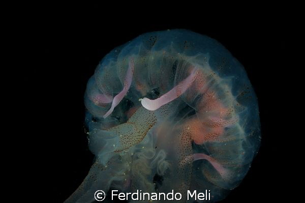 Jelly by Ferdinando Meli 