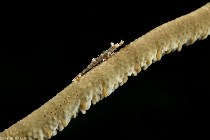 whip coral shrimp by Mathieu Foulquié 
