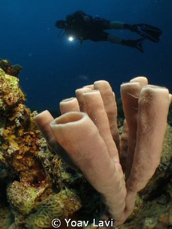 Sponge and diver
Canon S100+inon micro-fisheye by Yoav Lavi 
