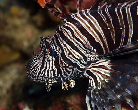 Lionfish. King of both the jungle and the sea. Indonesia by Michael Canzoniero 