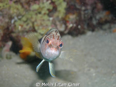 Serranus scriba_Hanoz_Fethiye by Melih Ertan Çinar 