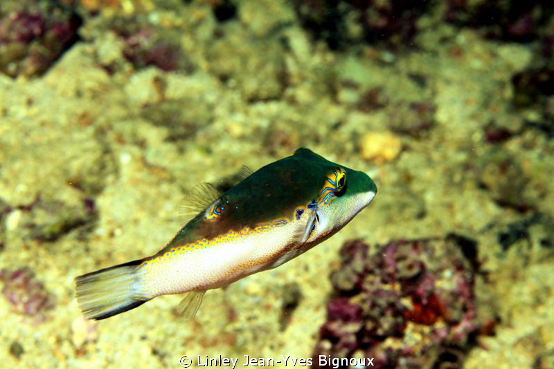 Mauritius Puffer Fish Balaclava -Republic Of Mauritius
C... by Linley Jean-Yves Bignoux 