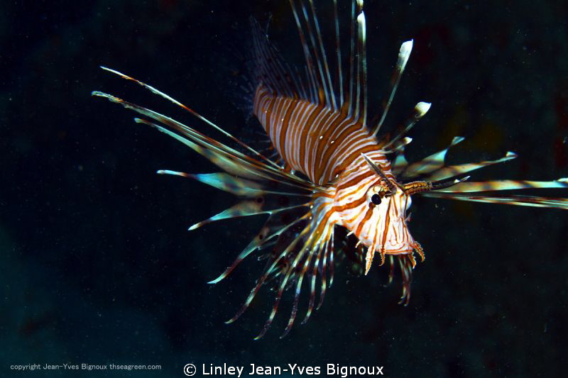 Lion Fish Mauritius -Balaclava -Republic Of Mauritius 15 ... by Linley Jean-Yves Bignoux 