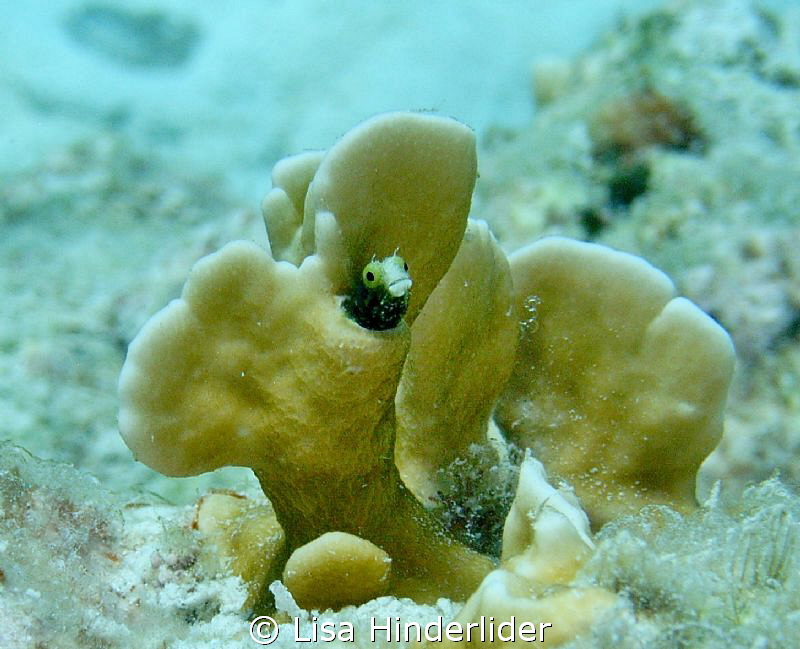 Spiny Head Blenny in his Penthouse! by Lisa Hinderlider 