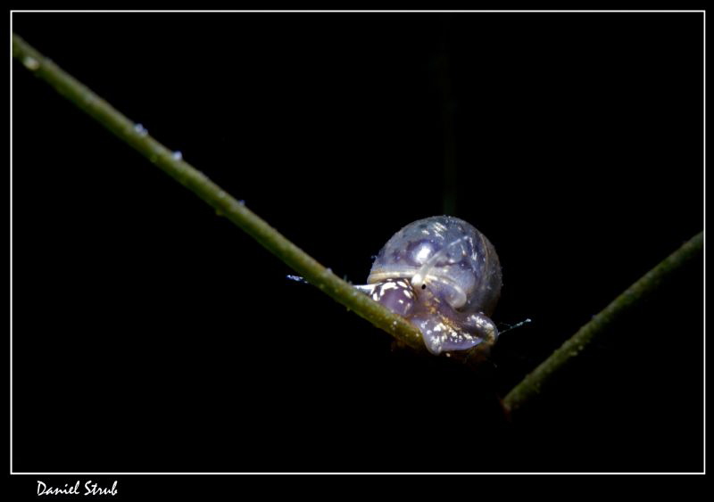 Valvata piscinalis, snooted :-D by Daniel Strub 