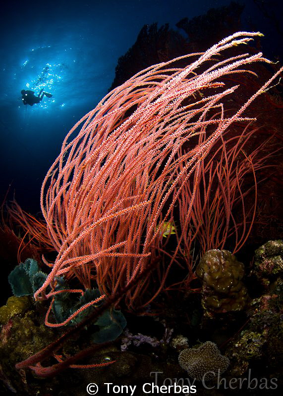 Pink Whips in Early Morning Light by Tony Cherbas 