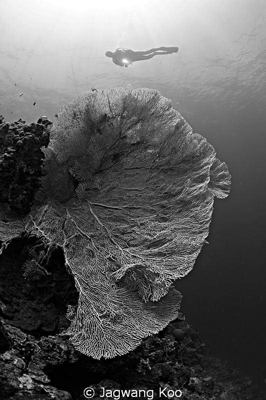 Seafan and Diver by Jagwang Koo 
