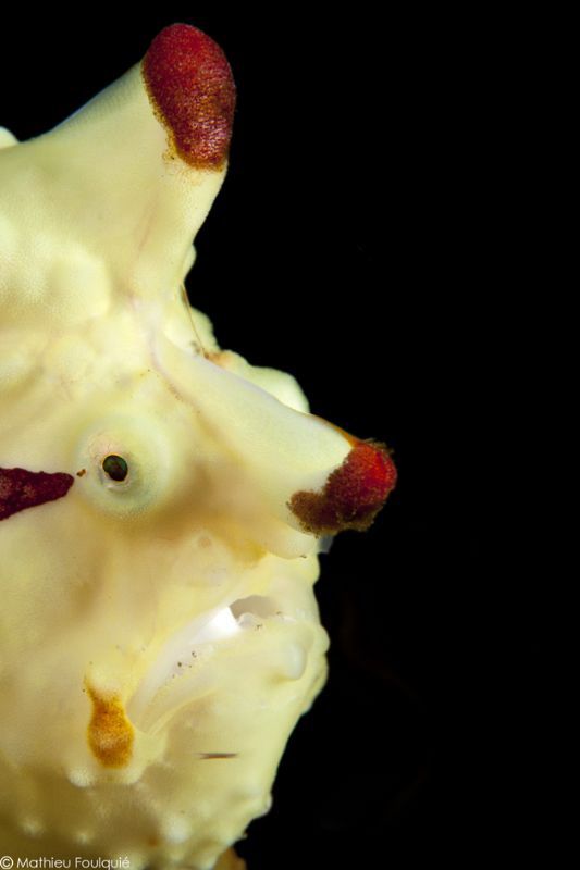 frog face (Lembeh) by Mathieu Foulquié 