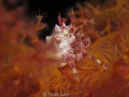 Soft Coral Crab
Canon S100, Epoque diopter by Yoav Lavi 