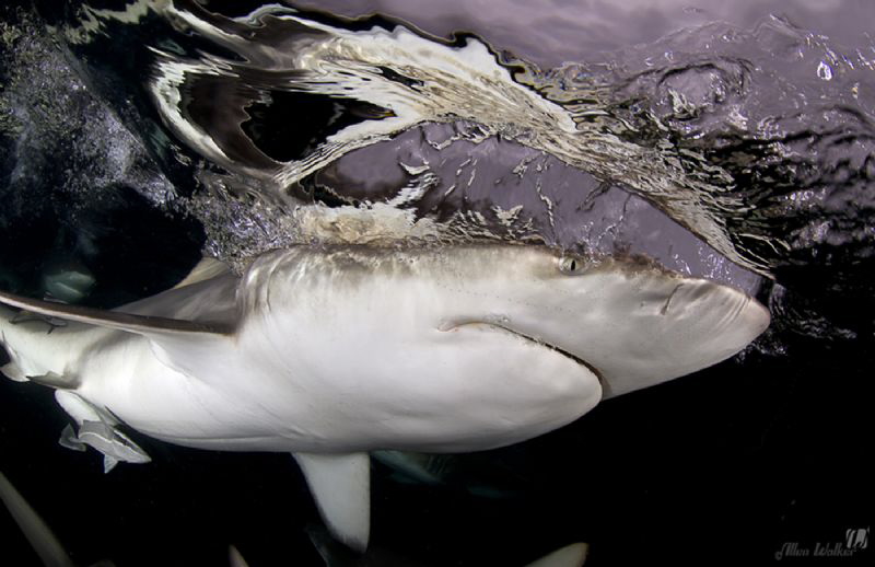 One of my images from my "Quick Silver"collection, some m... by Allen Walker 