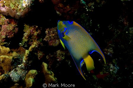 anglefish shot at dolphin point grand cayman by Mark Moore 