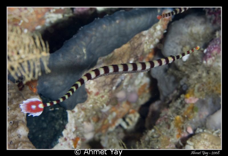 Banded pipefish is carrying their eggs attached to the lo... by Ahmet Yay 