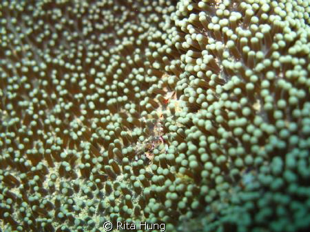 A photo of ghost shrimp taken at Puerto Galera. by Rita Hung 